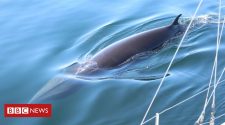 Blue belt zones to protect minke whales