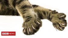 Cat declawing: Should it be banned, and why does it happen in the US?