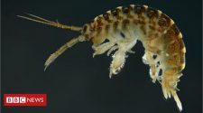 'Fear' of killer shrimp may threaten rivers