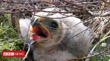 Bowland hen harrier chicks give 'hope for future'