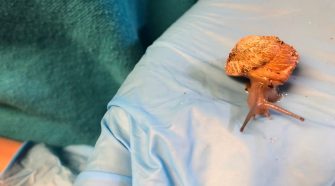Bermuda land snail: An animal 'back from the dead'