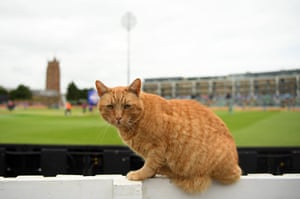 … while Brian the Somerset cricket cat takes things in.
