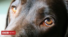 Dogs' eyes evolve to appeal to humans