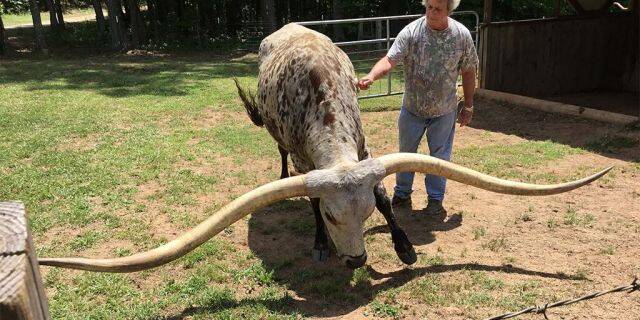Poncho Via, a Texas longhorn from Alabama. Guess what distinguishing trait earned him Guinness Book recognition.<br>
​​​​​