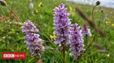 British orchids thriving in Dunstable Downs 'sunken trails'