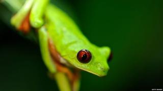 Red-eyed tree frog of Panama