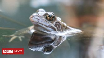 'Friendly' bacteria could help save frogs from disease