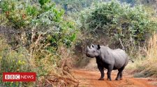 Rhino release: European parks bring animals to Rwanda