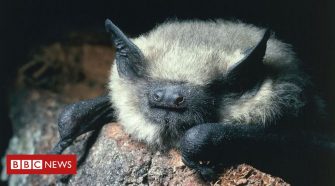 Bats benefit from protected farmland hedgerows