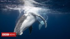 Japan whaling: Commercial hunts to resume despite outcry