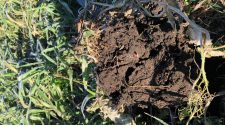 Soil health draws more attention in Minnesota: State groundwater rule a consideration