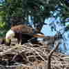 Eagles Adopt Baby Red-Tailed Hawk, Putting Aside Violent Species Rivalry