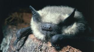 Common pipistrelle bat (Getty Images)