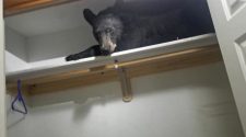 Black Bear Found Sleeping in Closet After Breaking Into Montana Home
