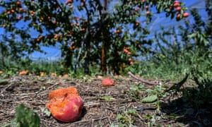 Apricots hit by hailstorms