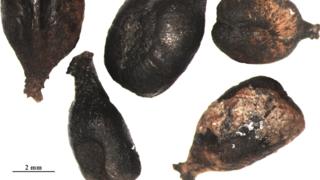Archaeological grape seeds from France