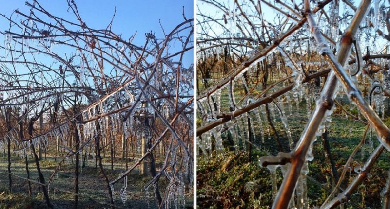 South Australia's Coonawarra Wine region dipped to -3.8C Friday night, which was a freezing 37-year low. Source: coonawarra_wine / Instagram 