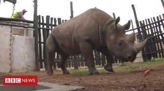 Rhino release: Epic journey to freedom in Rwanda