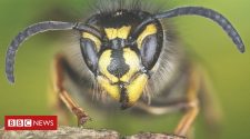 Scientists: Why we should appreciate wasps