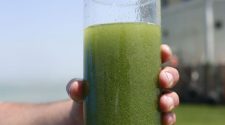 Rising algae bloom in Lake Pontchartrain, health department warns to avoid the water