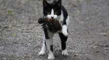 New technology could stop cats bringing dead animal 'gifts' to owners after hunts