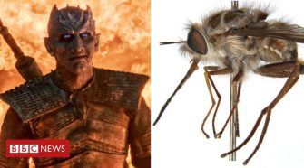 Night King: Australia bee fly named after Game of Thrones villain