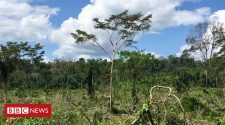 'Football pitch' of Amazon forest lost every minute