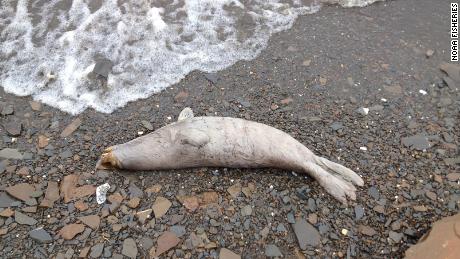Dozens of dead seals washed up on the coast of Alaska