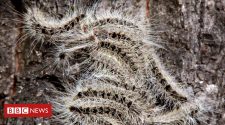 Toxic processionary caterpillar plague spreads across Europe