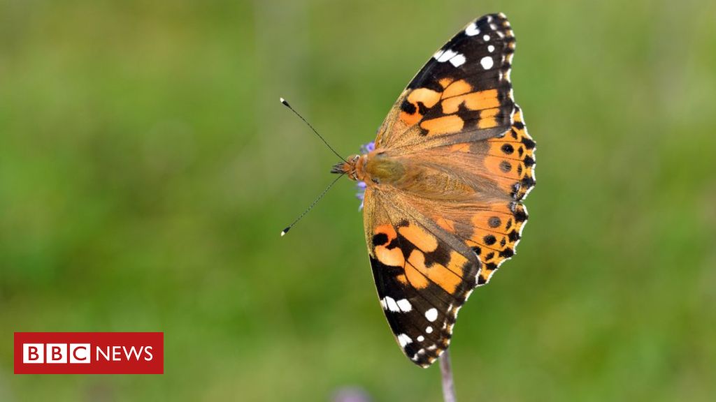 Painted lady butterfly influx needs people to count them