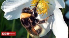 Russia alarmed by large fall in bee populations