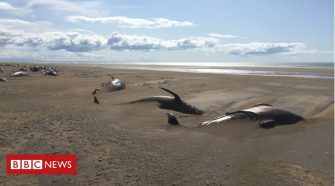 Iceland pilot whales: Dozens of dead mammals found beached