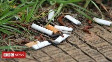 Cigarette butts in soil hamper plant growth, study suggests