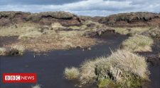 'Restore UK bogs' to tackle climate change