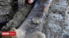 Dinosaur bone: Scientists uncover giant femur in France