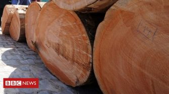 Ghana 'exports rosewood timber illegally to China'
