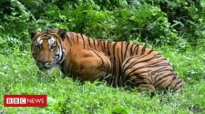 India tiger census shows rapid population growth