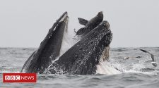 Whale 'swallows' sea lion: 'It was a once-in-a-lifetime event'
