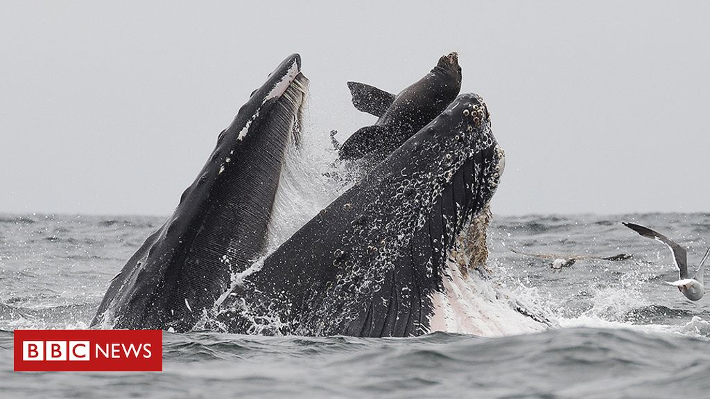 Whale 'swallows' sea lion: 'It was a once-in-a-lifetime event'