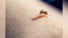 Health officials detect mosquito-borne virus that causes brain swelling in Florida