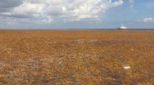 Scientists discover the world's biggest seaweed patch. They say it could be the 'new normal.'
