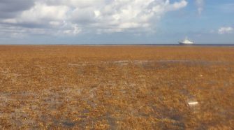 Scientists discover the world's biggest seaweed patch. They say it could be the 'new normal.'