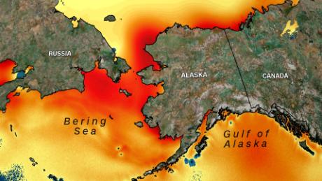 Alaska&#39;s warming ocean is putting food and jobs at risk, scientists say