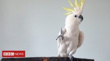 Dancing cockatoo videos: Snowball 'shows social behaviour'