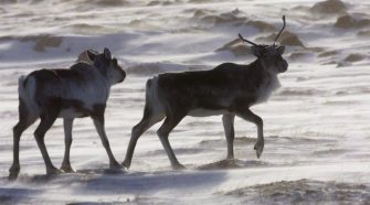 Tradition versus technology: Indigenous Northerners debate use of drones in caribou hunting in N.W.T.