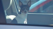 Officers Urge People Not to Break Car Windows To Rescue A Dog - KTVN Channel 2