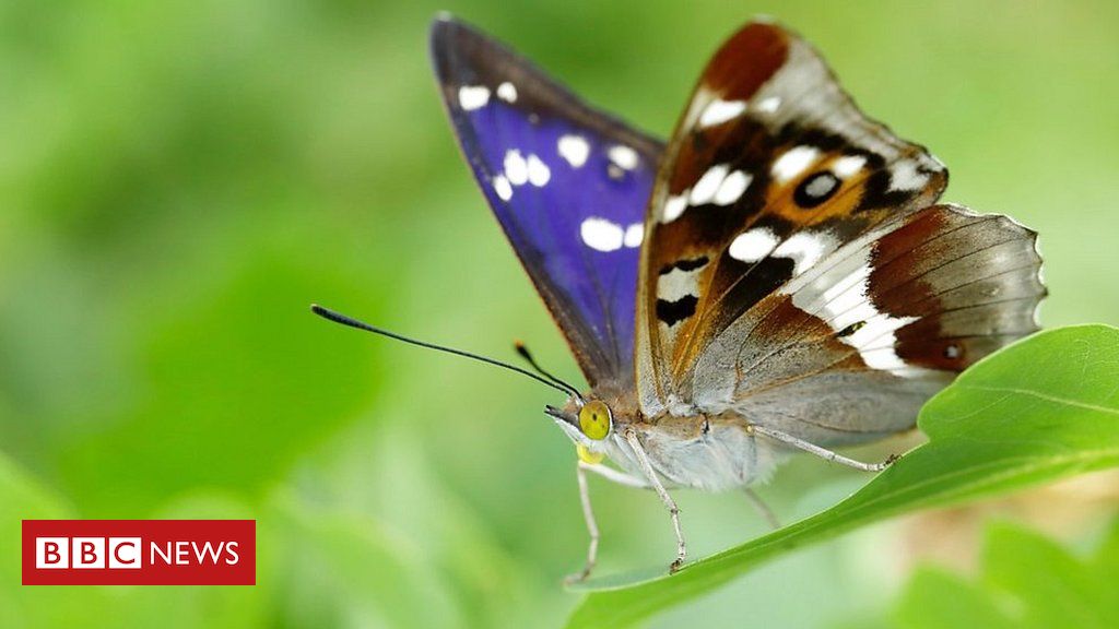 Purple emperor butterfly makes 'official' Norfolk comeback