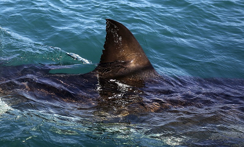 The fin of a great white shark is seen swimming a past research boat in the w...