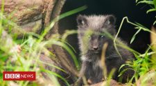 Ten Arctic fox cubs born at Highland Wildlife Park