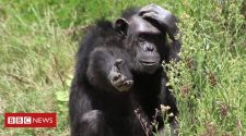 The Kenyan centre saving endangered chimpanzees